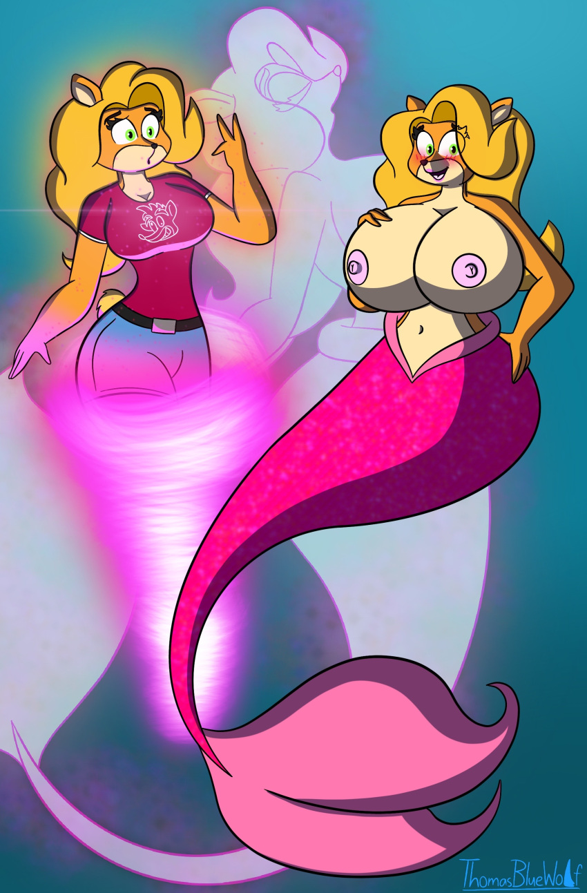 1girl absurd_res activision anthro bandicoot big_breasts blonde_hair blush breast_expansion breasts crash_(series) curvy_figure expansion female fur green_eyes hair high_res mammal marine marsupial merfolk mermaid_tail mermaidification multicolored_body multicolored_fur nipples nude orange_body solo split_form tan_body tan_fur tawna_bandicoot thomasbluewolf transformation underwater water wide_hips